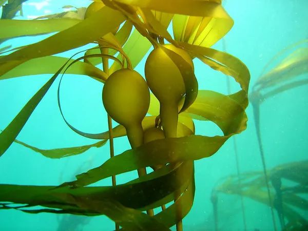 體長是人類身高4倍！海邊出現“圓頭海蛇”無人敢靠近