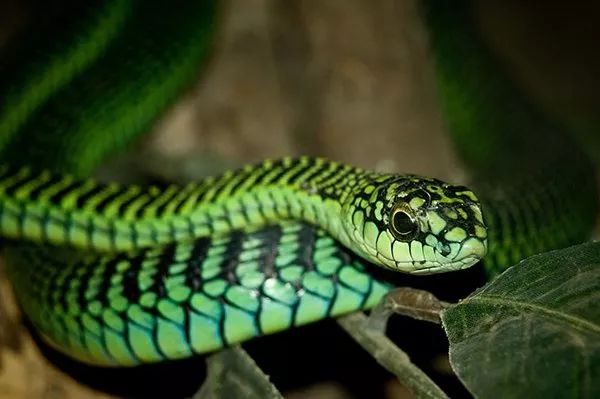 13種隱藏在美麗軀體下的超危險“最致命的恐怖毒蛇”