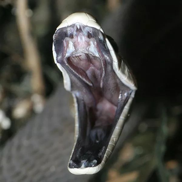 13種隱藏在美麗軀體下的超危險“最致命的恐怖毒蛇”