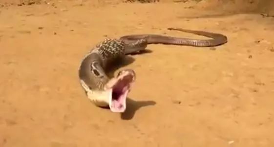 印度現(xiàn)實(shí)版貪吃蛇：眼鏡蛇吃太多跑不動，狂吐7??顆蛋逃命