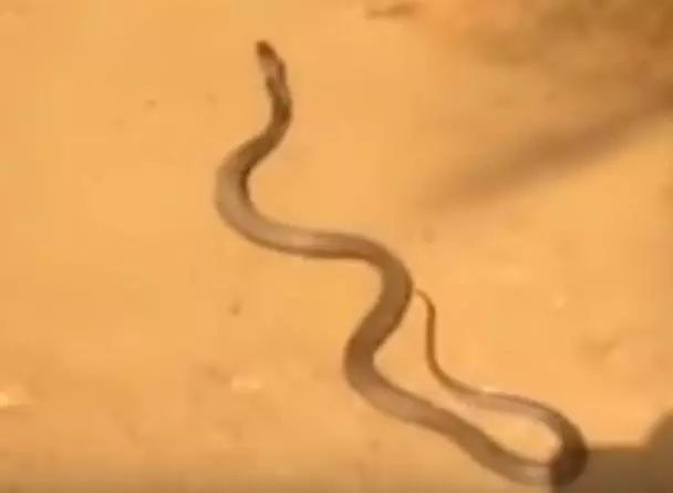 印度現(xiàn)實(shí)版貪吃蛇：眼鏡蛇吃太多跑不動，狂吐7??顆蛋逃命