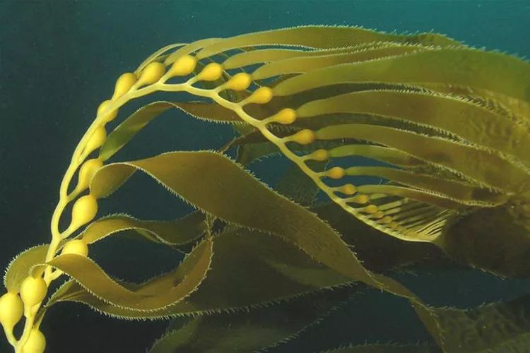 體長是人類身高4倍！海邊出現“圓頭海蛇”無人敢靠近