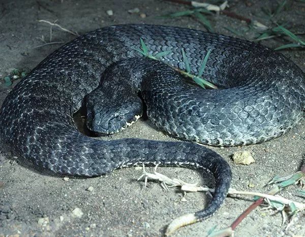 13種隱藏在美麗軀體下的超危險“最致命的恐怖毒蛇”