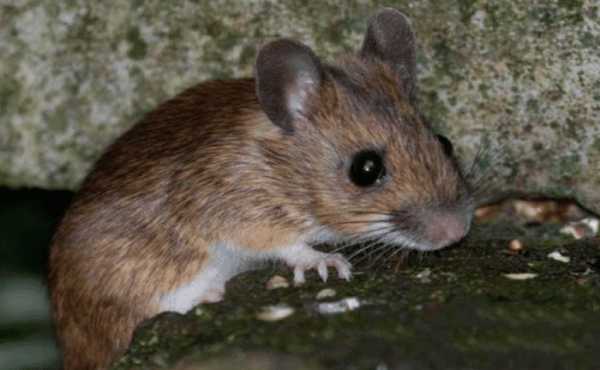 “虎豹嬉春”是什么意思？古人針對女子的刑罰，不致命卻很折磨人