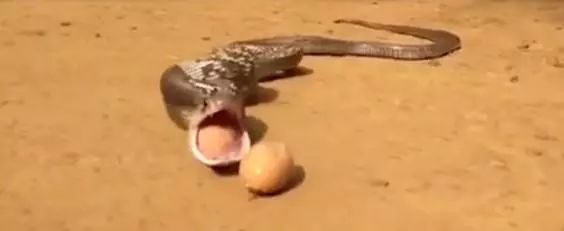 印度現(xiàn)實(shí)版貪吃蛇：眼鏡蛇吃太多跑不動，狂吐7??顆蛋逃命