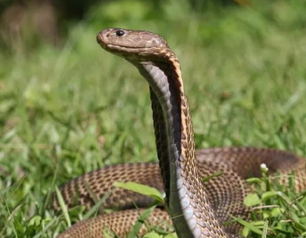 13種隱藏在美麗軀體下的超危險“最致命的恐怖毒蛇”