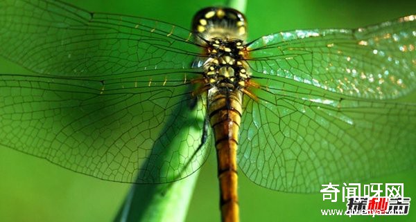 風(fēng)水學(xué)里蜻蜓寓意什么?蜻蜓全身有什么秘密?(真相揭秘)