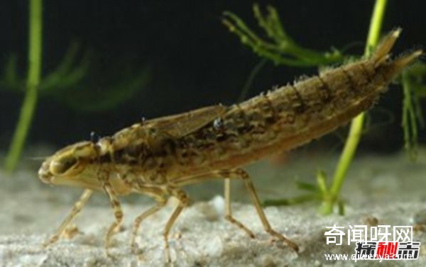 風(fēng)水學(xué)里蜻蜓寓意什么?蜻蜓全身有什么秘密?(真相揭秘)