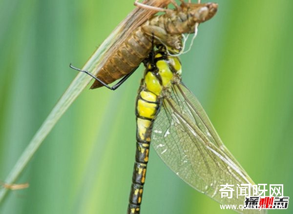 風(fēng)水學(xué)里蜻蜓寓意什么?蜻蜓全身有什么秘密?(真相揭秘)