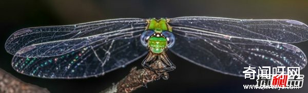 風(fēng)水學(xué)里蜻蜓寓意什么?蜻蜓全身有什么秘密?(真相揭秘)