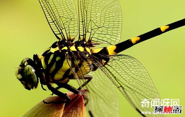 風(fēng)水學(xué)里蜻蜓寓意什么?蜻蜓全身有什么秘密?(真相揭秘)