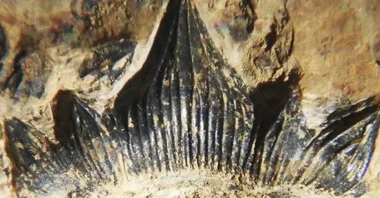 發現3億年前“哥斯拉鯊魚”，擁有恐龍背鰭