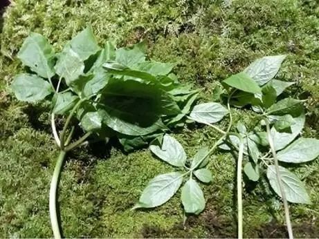 祭祀祖母托夢！韓國男子采到罕見百年野山參價(jià)值1億韓元