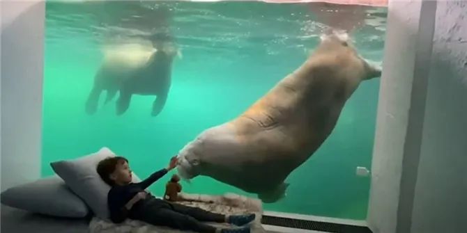 神仙度假村：可以跟海象一起睡，高級套房還能靠近北極熊！