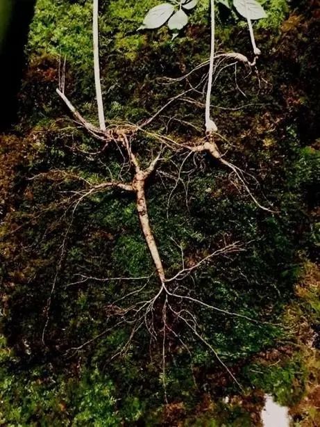 祭祀祖母托夢！韓國男子采到罕見百年野山參價(jià)值1億韓元