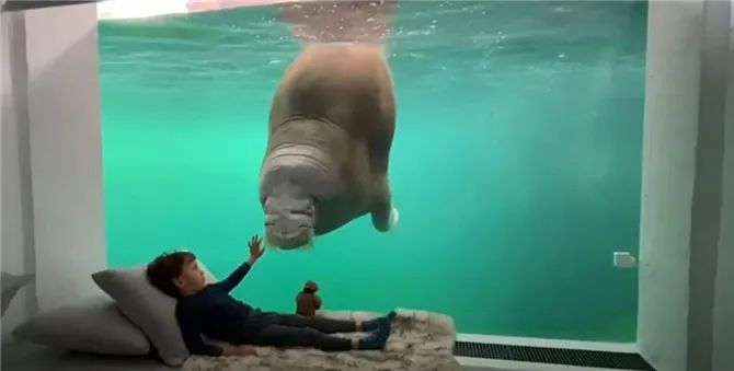 神仙度假村：可以跟海象一起睡，高級套房還能靠近北極熊！