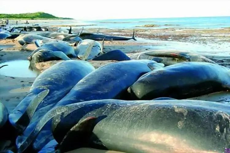 動物為什么會自殺？黑狗2次跳河死意堅決、企鵝獨自走進深山等死