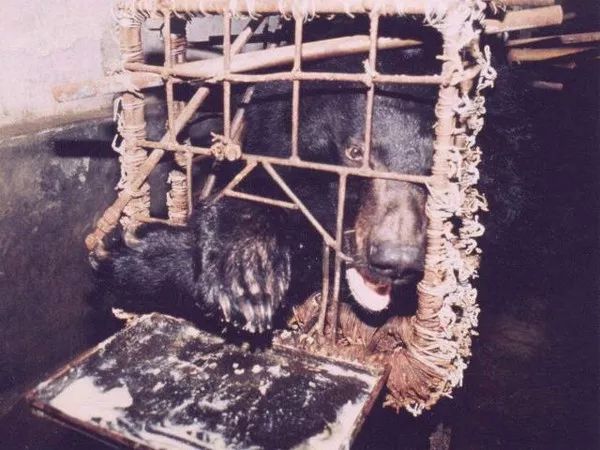 動物為什么會自殺？黑狗2次跳河死意堅決、企鵝獨自走進深山等死