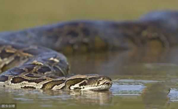 1936年，江蘇射陽大蛇的傳說