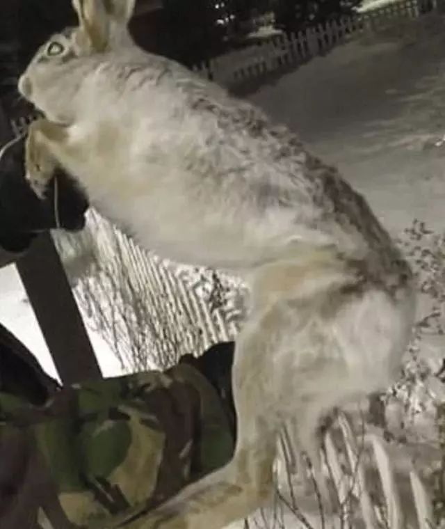 零下56度急速冷凍！野兔活生生凍成冰棒，狗狗生前姿勢令人不舍！