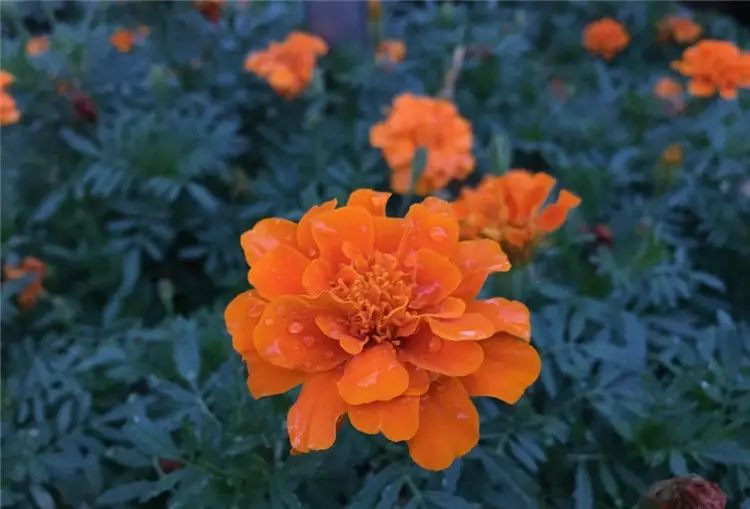 iPhone 8開箱初試：效能、拍攝讓人驚艷，期待iPhone X