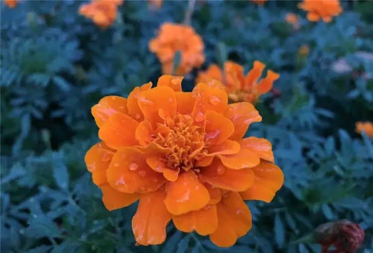 iPhone 8開箱初試：效能、拍攝讓人驚艷，期待iPhone X