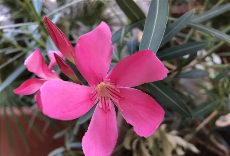 iPhone 8開箱初試：效能、拍攝讓人驚艷，期待iPhone X