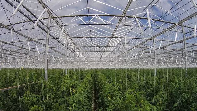 沙漠農場在沒有土壤、地下水、農藥的情況下種出17000噸的食物！