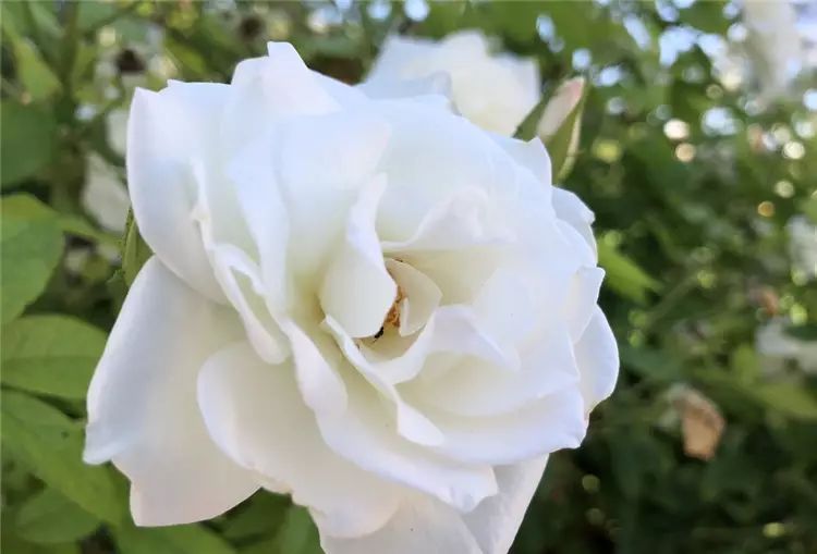 iPhone 8開箱初試：效能、拍攝讓人驚艷，期待iPhone X