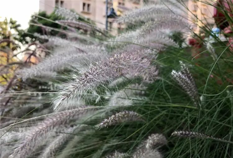 iPhone 8開箱初試：效能、拍攝讓人驚艷，期待iPhone X